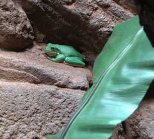 Regenwaldhaus