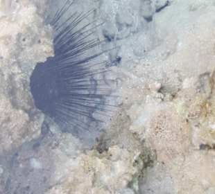 Schnorcheln Marsa Alam