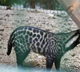 Kameltheater & Weißer Hof