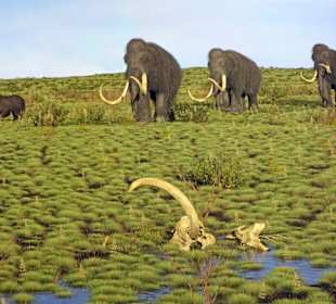 Horde von Waldelefanten