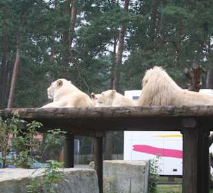 Weisse Löwen