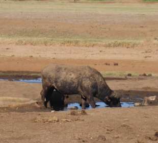 Tsavo Ost