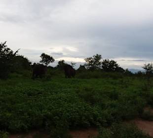 Elefantenreiten Sigiriya