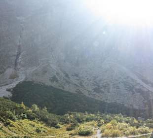 Plesnivec