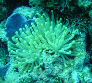 Tauchen in Boca Chica mit Caribbean Divers