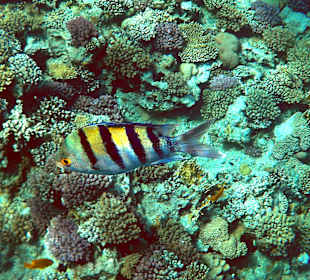 Schnorcheln Makadi Bay