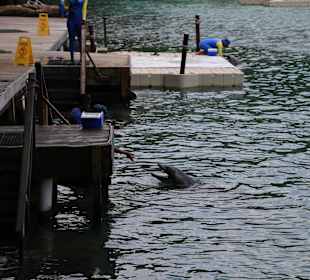 Feeding the dolphins