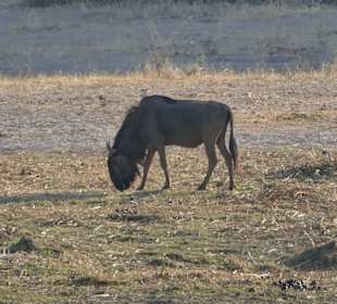Tierbeobachtung am Boteti