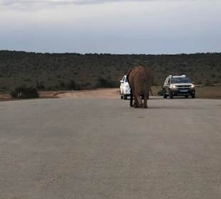 Addo Elephant Nationalpark