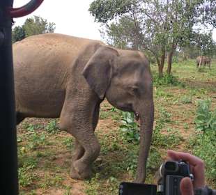 Hautnah bei der Safari