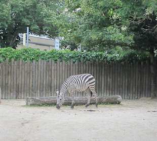 Impressionen aus dem Zoo Karlsruhe