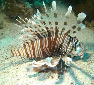 Einer von sehr vielen Rotfeuerfischen