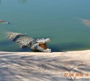 Krokofarm (Explorer)