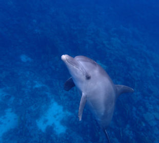 Ein ganz munteres Kerlchen