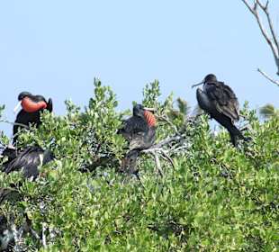 Fregattvogelmännchen auf der Isla