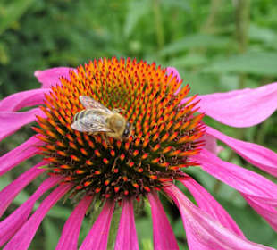 Eindrücke vom Rundgang durch den Park der Gärten