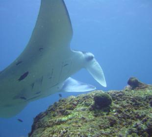 Manta