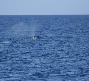 Katamaran Santa Maria