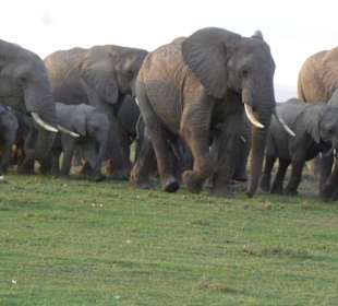 Elefanten