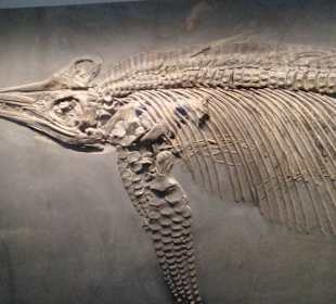Fischsaurier Museum Hauff