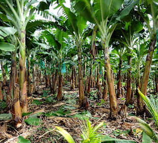 Blick in die Bananenfelder