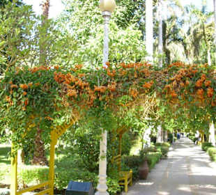 Botanischer Garten Assuan