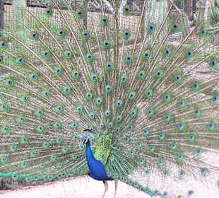 Pfau im Palmitos Park