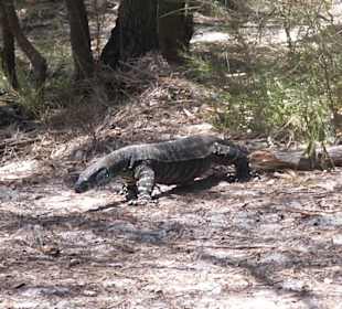 Besucher beim Lunch am Shelly Beach