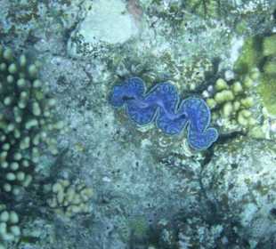 Unterwasserwelt am Aussenriff