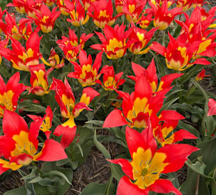 Floratuin Julianadorp