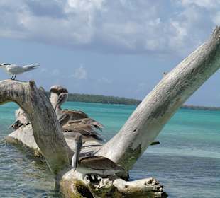 Traumahft, Natur pur 