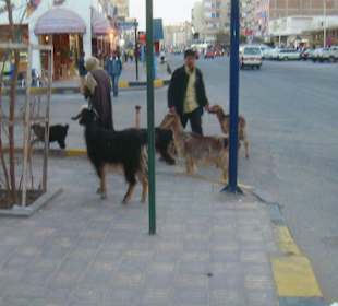 Ziegen haben Vorfahrt