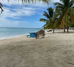 Esel am Strand 