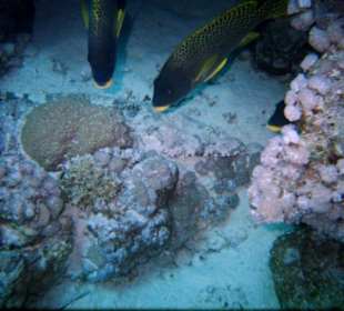 Krokofisch mit Gästen