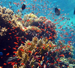 Südriff Schnorcheln Gorgonia Beach