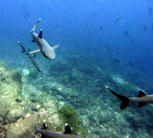 Weißspitzenriffhaie