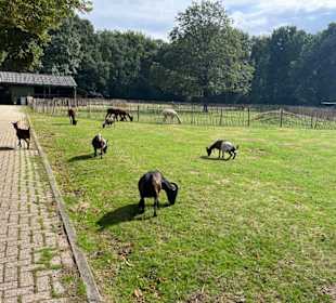 Steinerbos Belevenispark