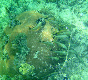 Jednodniowa wycieczka Cayo Largo 