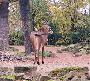 Zoo Hannover 