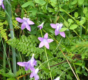 Parcul Natural Apuseni