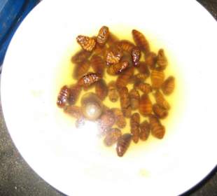 Hier sieht man die Raupen.