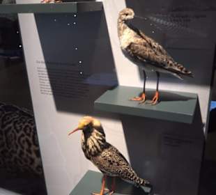 Museum für Naturkunde