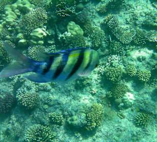 Schnorcheln Marsa Alam