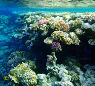 Schnorcheln am Hausriff