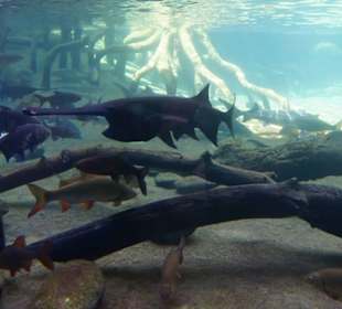 Schöner Zoo in Fuengirola