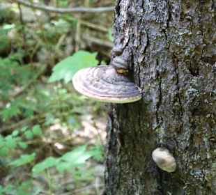 ....und ein paar Baumpilze...