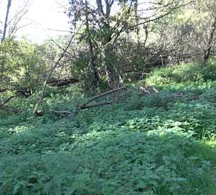 Baumlehrpfad Zollertal