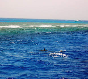 Dolphintour mit Oototo zum Zweiten