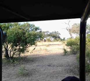 Krüger Nationalpark