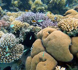 Schnorcheln Marsa Alam